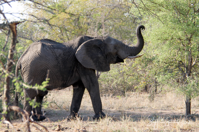 stylescoop-bush-adventure-elephant